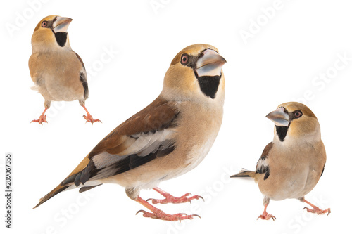 Collage of three Hawfinch, Coccothraustes coccothraustes, isolated on white background. Female