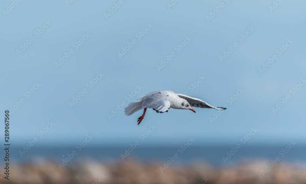 Seagulls Feeding on a Baltic Sea Beach on a Sunny Summer Day