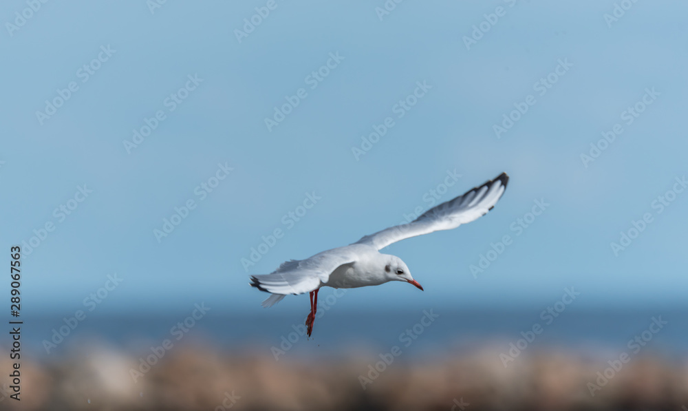 Obraz premium Seagulls Feeding on a Baltic Sea Beach on a Sunny Summer Day