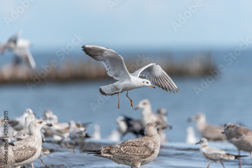 Seagulls Feeding on a Baltic Sea Beach on a Sunny Summer Day