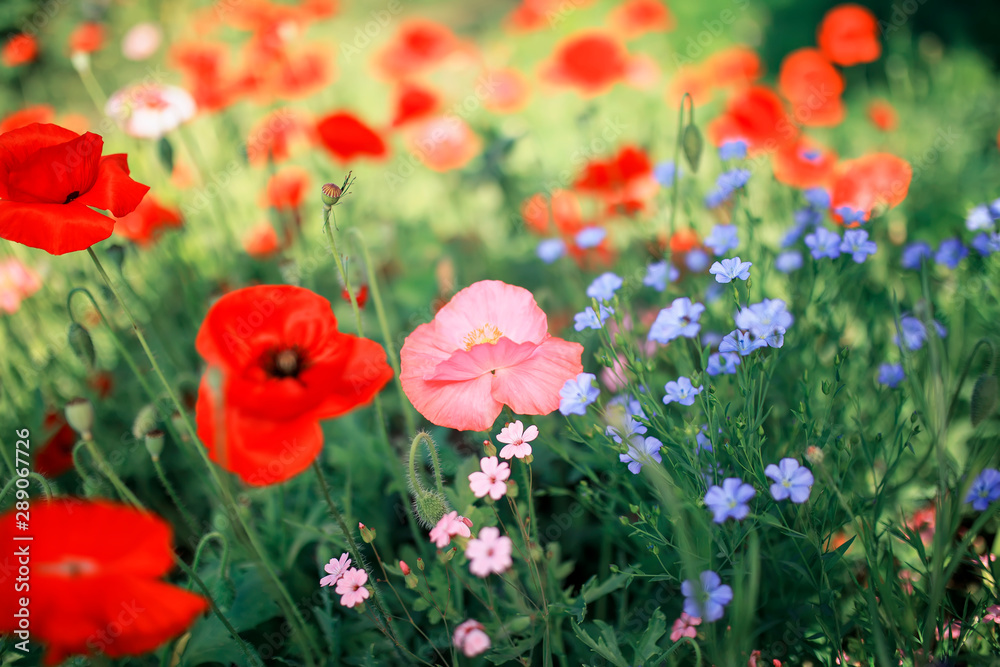 beautiful natural background with blue flax and scarlet poppy flowers grow on bright Sunny summer glade