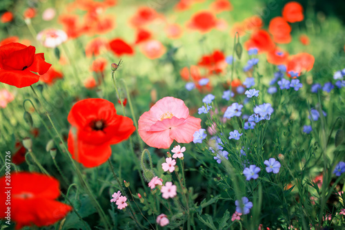 beautiful natural background with blue flax and scarlet poppy flowers grow on bright Sunny summer glade © nataba