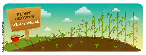 Есо Winter Wheat grows from the seed stage plant growing