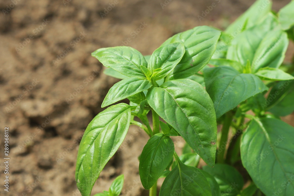 Fresh organic basil plant growing in garden Fresh organic basil plant growing in garden