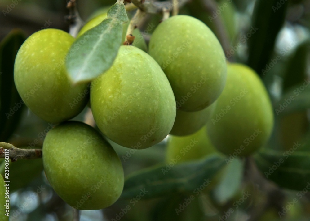 Olives on tree Olives on tree
