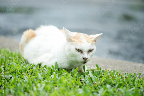 Pretty cat sitting on green grass and looking aside at park. Outdoor at daytime with bright sunlight. Animal life on nature green background. © Watunyu