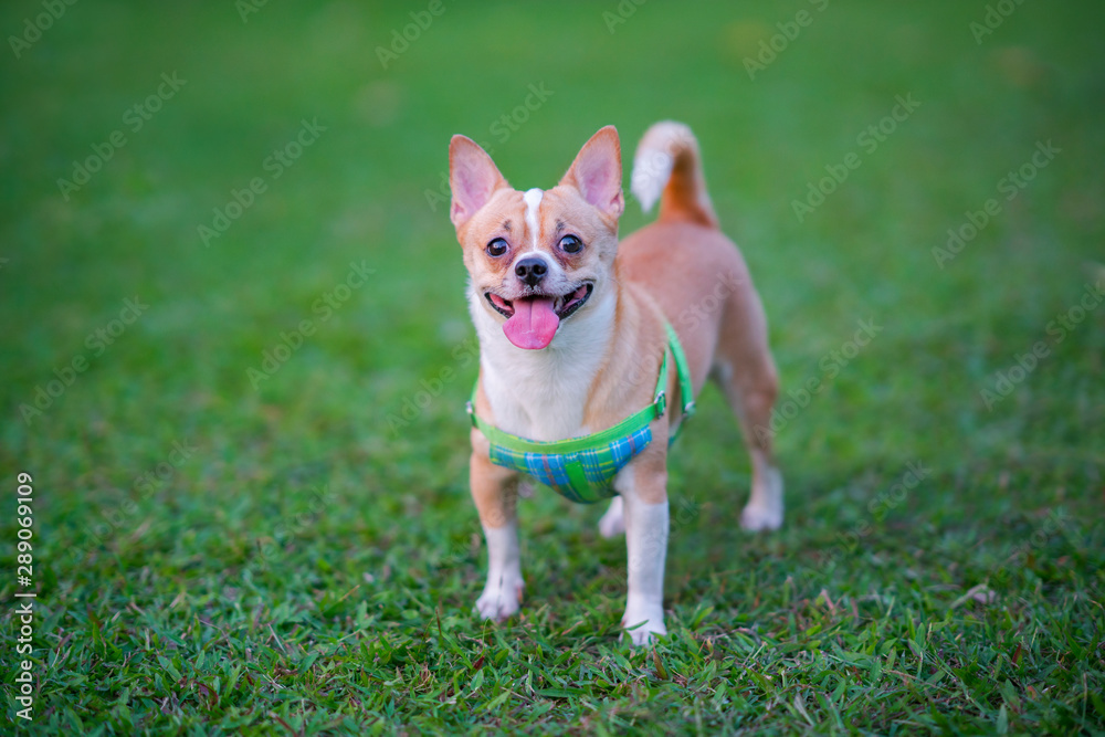 Beautiful adorable chihuahua smile dog running in grass at the summer park. Beautiful adorable chihuahua smile dog running in grass at the summer park.