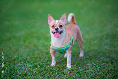 Beautiful adorable chihuahua smile dog running in grass at the summer park. © JT Jeeraphun