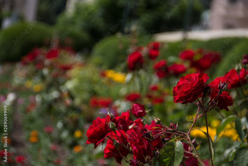 Wild red roses in a street flower bed