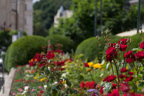 Fototapeta Naklejka Na Ścianę i Meble -  Wild red roses in a street flower bed