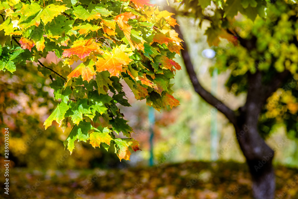 Autumn background-yellow maple leaves in the city Park Autumn background-yellow maple leaves in the city Park