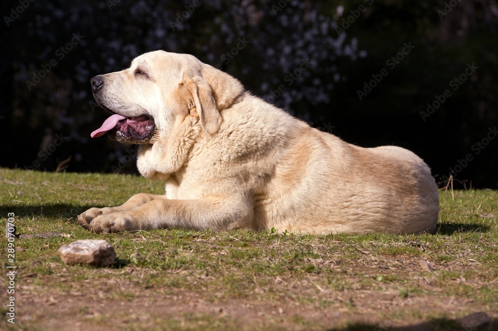 Beautiful Junior Dog of Spanish Mastiff Breed yellow colour resting on the grass Beautiful Junior Dog of Spanish Mastiff Breed yellow colour resting on the grass