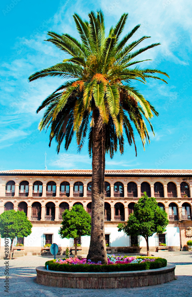 Palm Tree with flowers, a building with balcons and windows in the background you can see in the south of Spain.