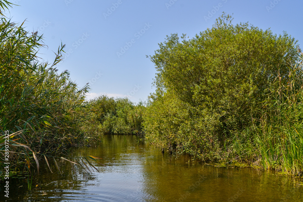 lake in the forest