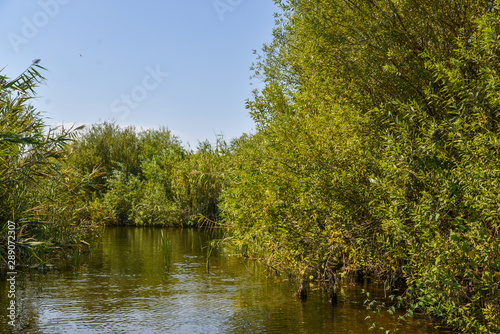 lake in forest