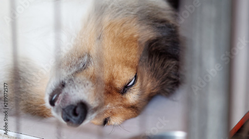 Cute Shetland sheepdog lying in cage with blank eyes, funny dog expression.