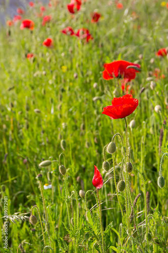 Blooming red poppy flowers on spring meadow and the sky as a background