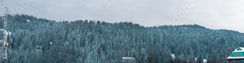 Panoramic view of the Carpathian Mountains in winter. Ukraine
