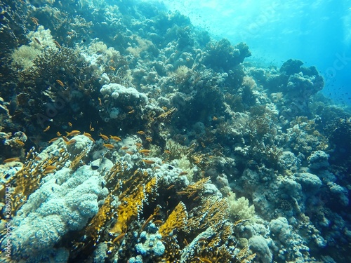 Coral Reef underwater in the sea