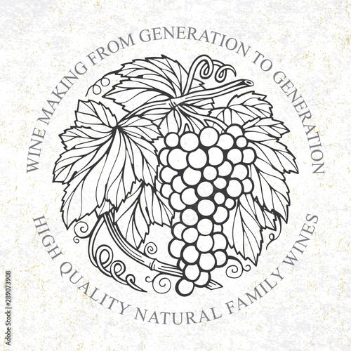 Grape bunch. Hand drawn grape bunch engraving style illustration. Grape and vine logo and background. Wine theme grape and vine vintage style ornament. Part of set.