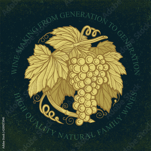 Grape bunch. Hand drawn grape bunch engraving style illustration. Grape and vine logo and background. Wine theme grape and vine vintage style ornament. Part of set.