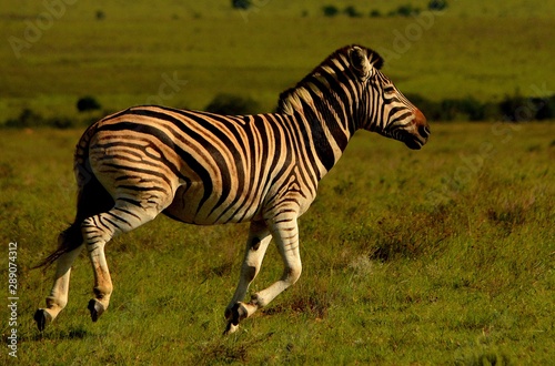 zebra in park