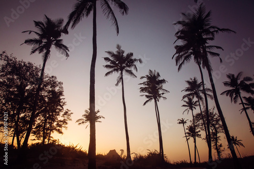 Palm trees on sunset beach in Goa  India