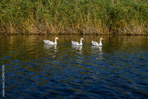 geese on the river