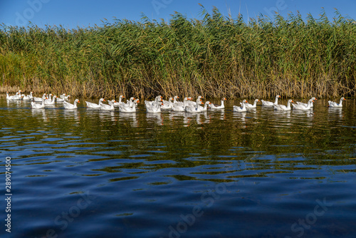 geese on the river