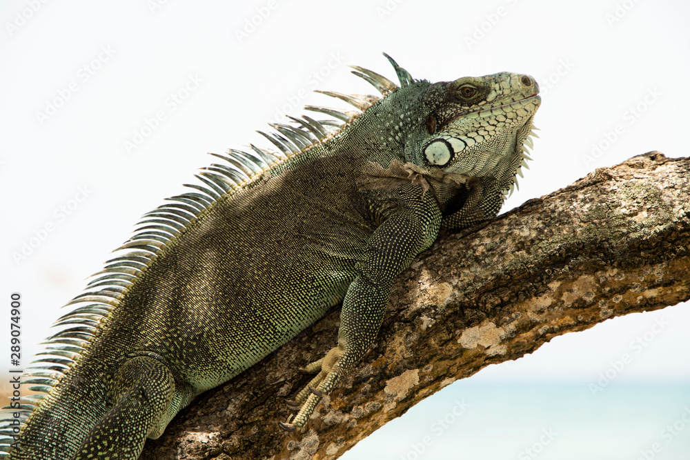 Iguana in three Iguana in three