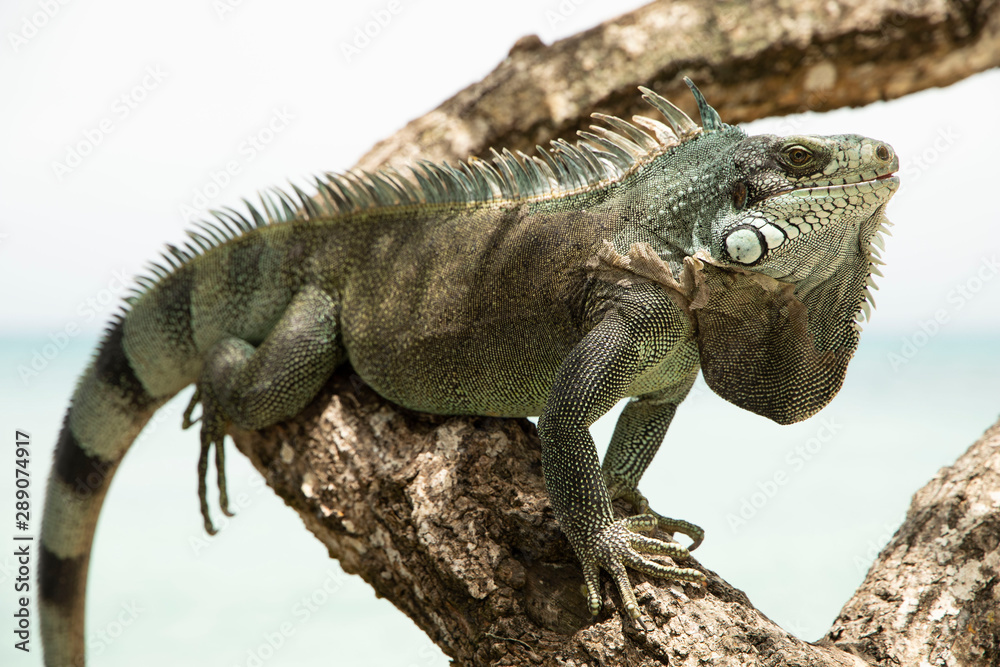 Iguana in three Iguana in three