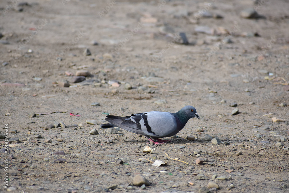 Obraz premium Nature and Wildlife