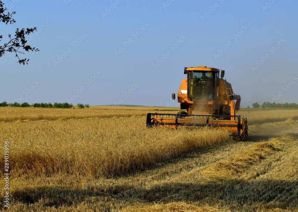 Fototapeta premium combine harvester working on wheat field