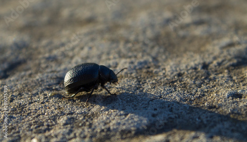 bug on a stone © Александр Титов