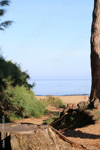 Foresta dei pini, golfo di Baratti, Toscana, Italia