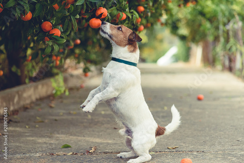 Fotografija Dog fond of tangerines trying to steal low hanging fruit from tree branch