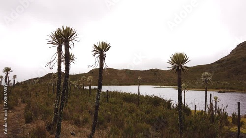 Páramo whit frailejones. Parque natural chingaza, Colombia 4k photo