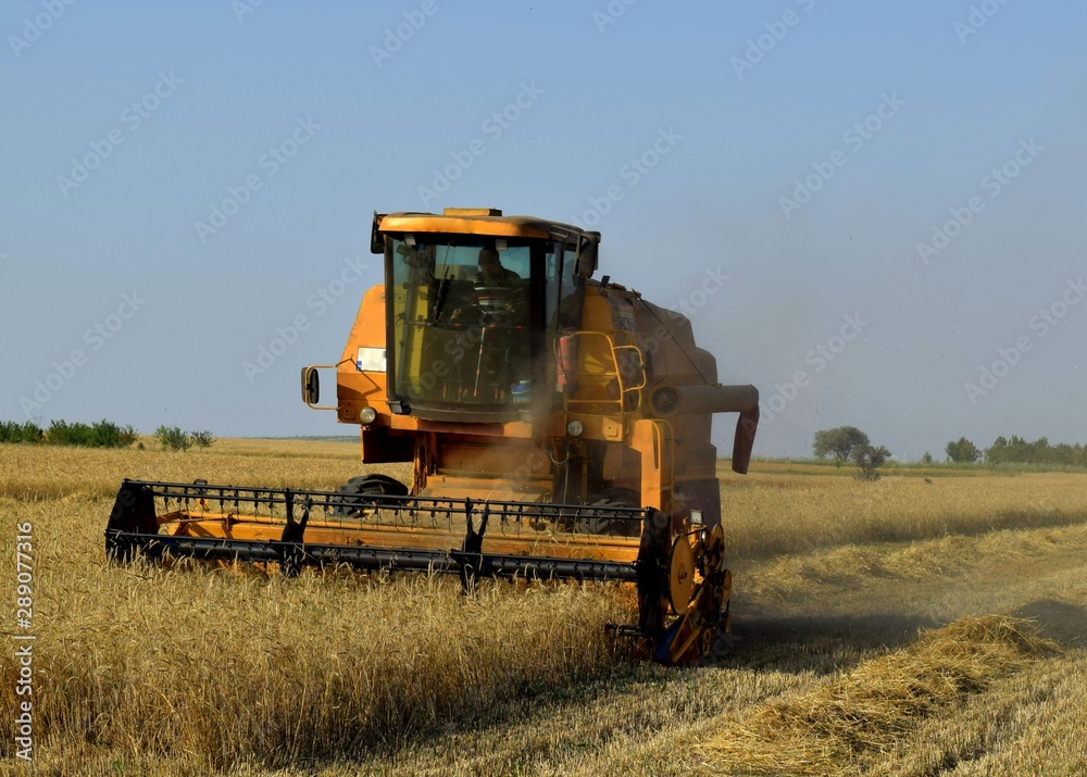 Fototapeta premium combine harvester working on wheat field
