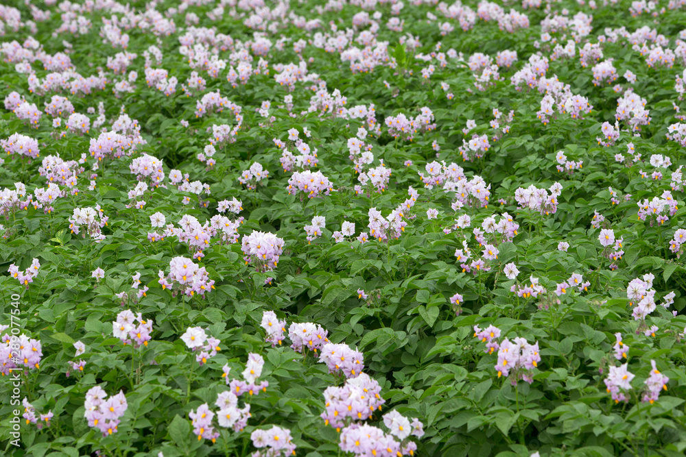 Blooming potatoefield Netherlands. Agriculture
