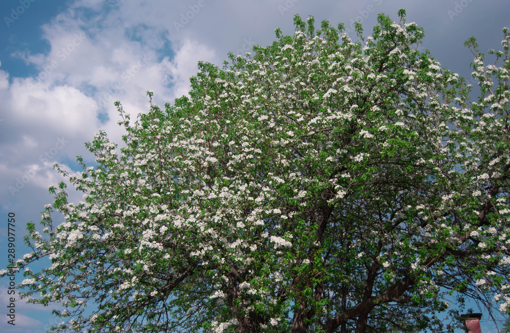 flower flower