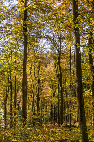 Herbstwald © www.dressler.photo