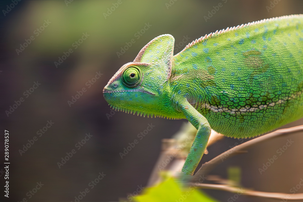 Obraz premium green chameleon in a calm state on a branch