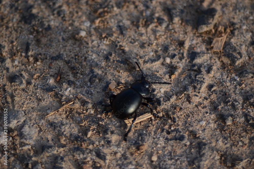 Beetle Beetle