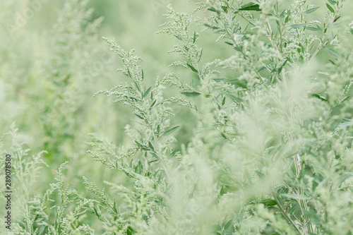 green plants, natural unusual texture © drakuliren