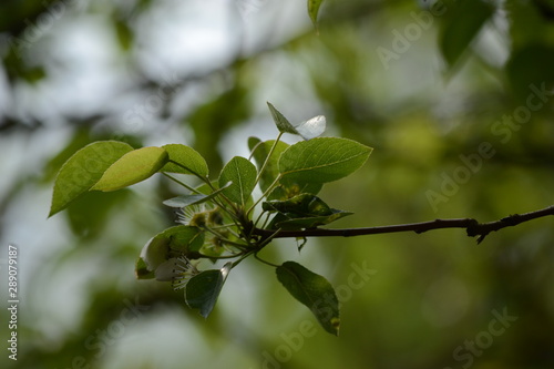 Green Branch