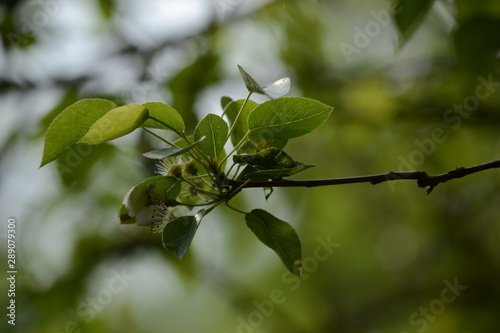 Green Branch