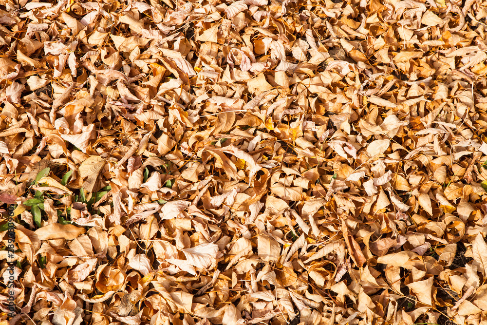 The texture of yellow fallen leaves in the fall. View from above The texture of yellow fallen leaves in the fall. View from above