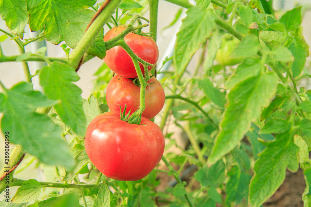 Ripe red tomatoes growing on bush in the garden.