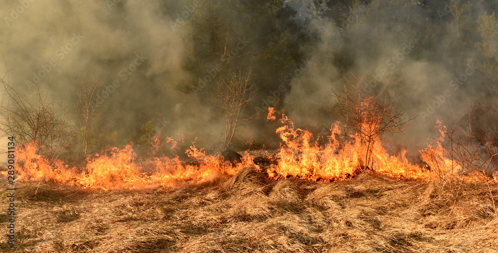 wildfire, forest fire, burning forest wildfire, forest fire, burning forest