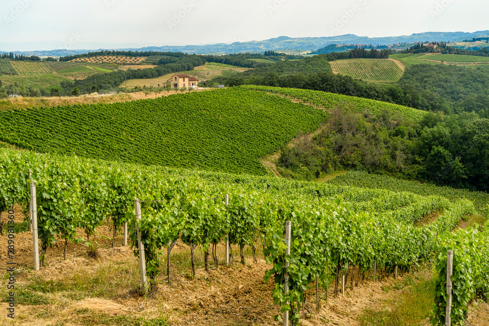 Summer landscape in the Chianti region at summer